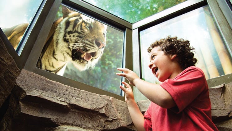 Bengal Tigers at Busch Gardens Tampa Bay