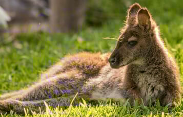 Wallabies at Busch Gardens Tampa Bay