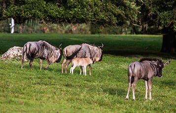 See the Wildebeest at Busch Gardens Tampa Bay