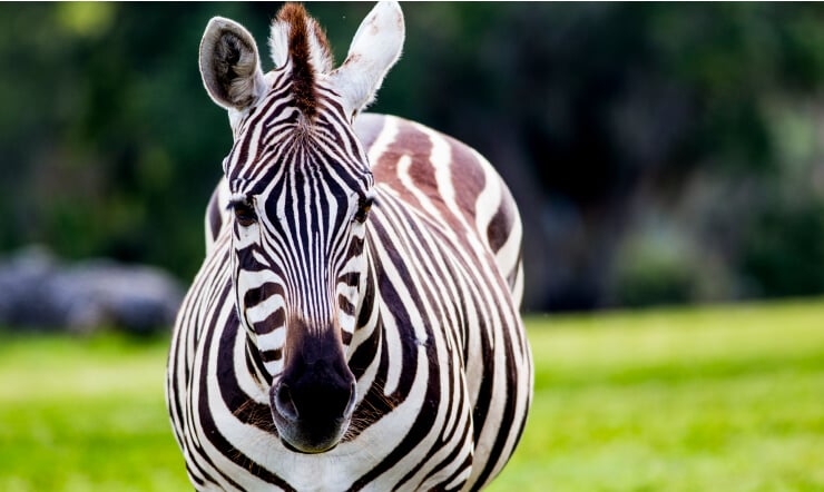 See Zebras at Busch Gardens Tampa Bay