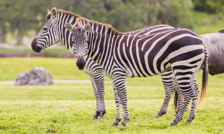 See Zebras at Busch Gardens Tampa Bay