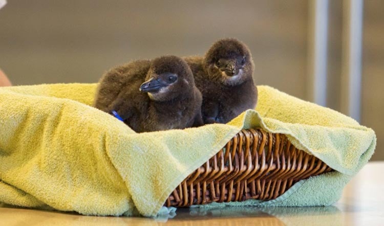 Busch Gardens Tampa Bay Baby Penguins