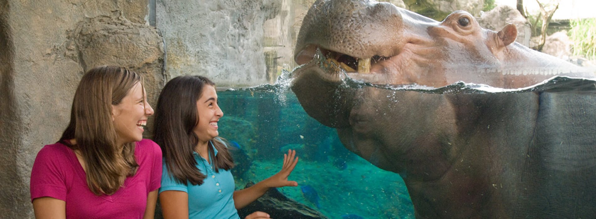 10-College Overnight Camps at Busch Gardens Tampa Bay