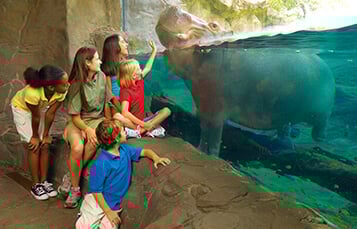 Teachers and Educators Camps at Busch Gardens Tampa Bay