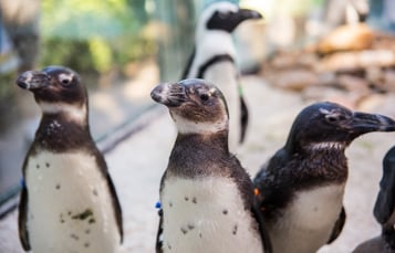 Penguin Insider Tour