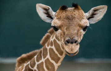 Giraffe Calf at Busch Gardens Tampa Bay
