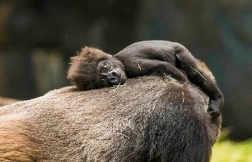 Baby Gorilla at Busch Gardens Tampa Bay