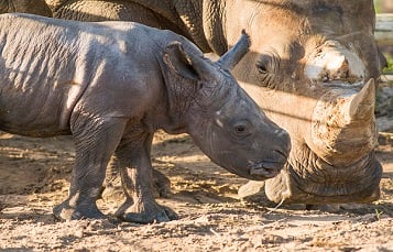 Baby Rhino at Busch Gardens Tampa Bay