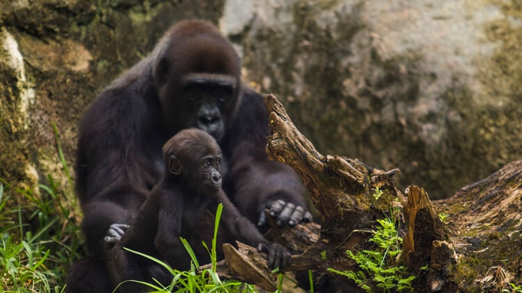 Gorillas at Busch Gardens Tampa Bay