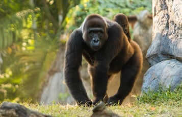 Gorilla Insider Tour