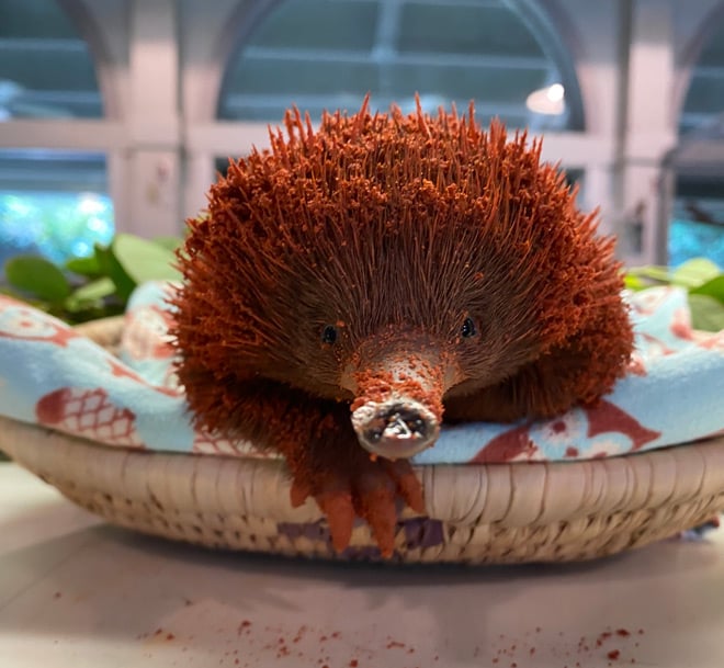 Sydney at 6 months old