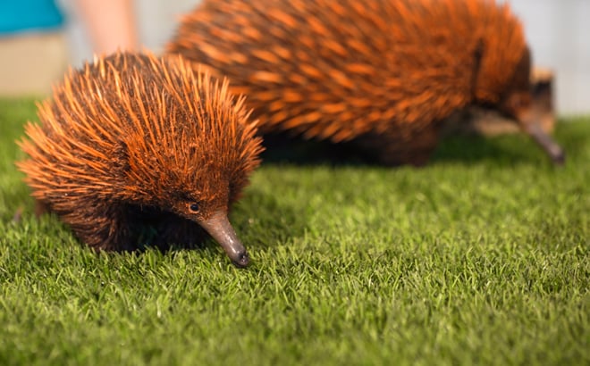 Sydney, an echidna puggle