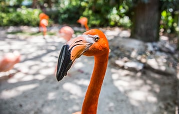 Animal Ambassador Insider