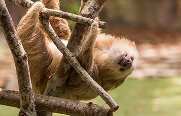 Sloths at Busch Gardens Tampa Bay