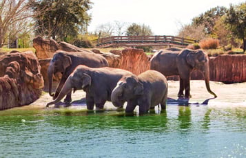 Group of Elephants