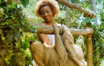 Sloths at Busch Gardens Tampa Bay.