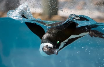 Penguin swimming