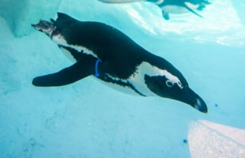 Busch Gardens Tampa Bay Celebrates National Zoo and Aquarium Month with phone wallpapers of your favorite animals.