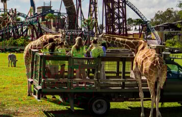 Overnight camps at Busch Gardens Tampa Bay.