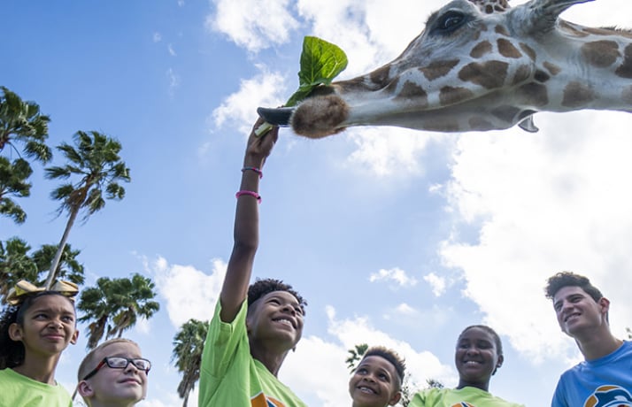 Busch Gardens Tampa Bay Day Camps
