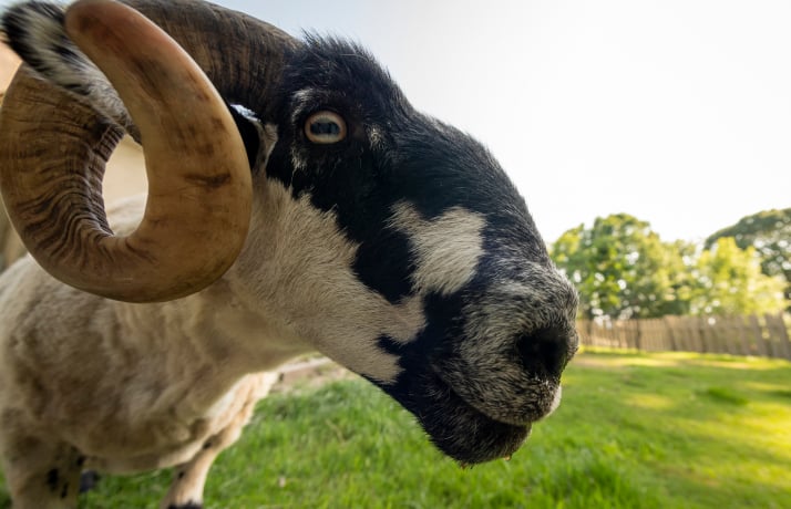 Black Face Sheep