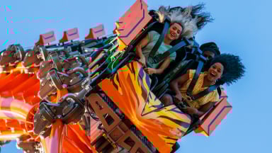 Tigris at Busch Gardens Tampa Bay.