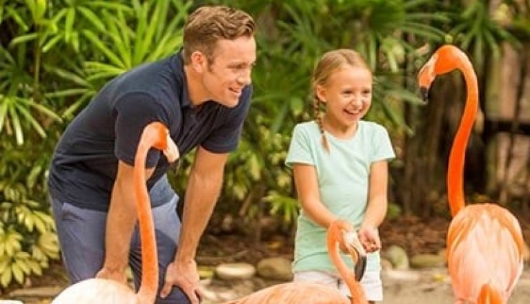 Flamingo interaction at Busch Gardens Tampa Bay