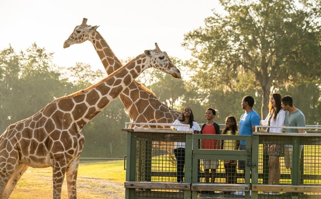 Guests at the Serengeti Safari