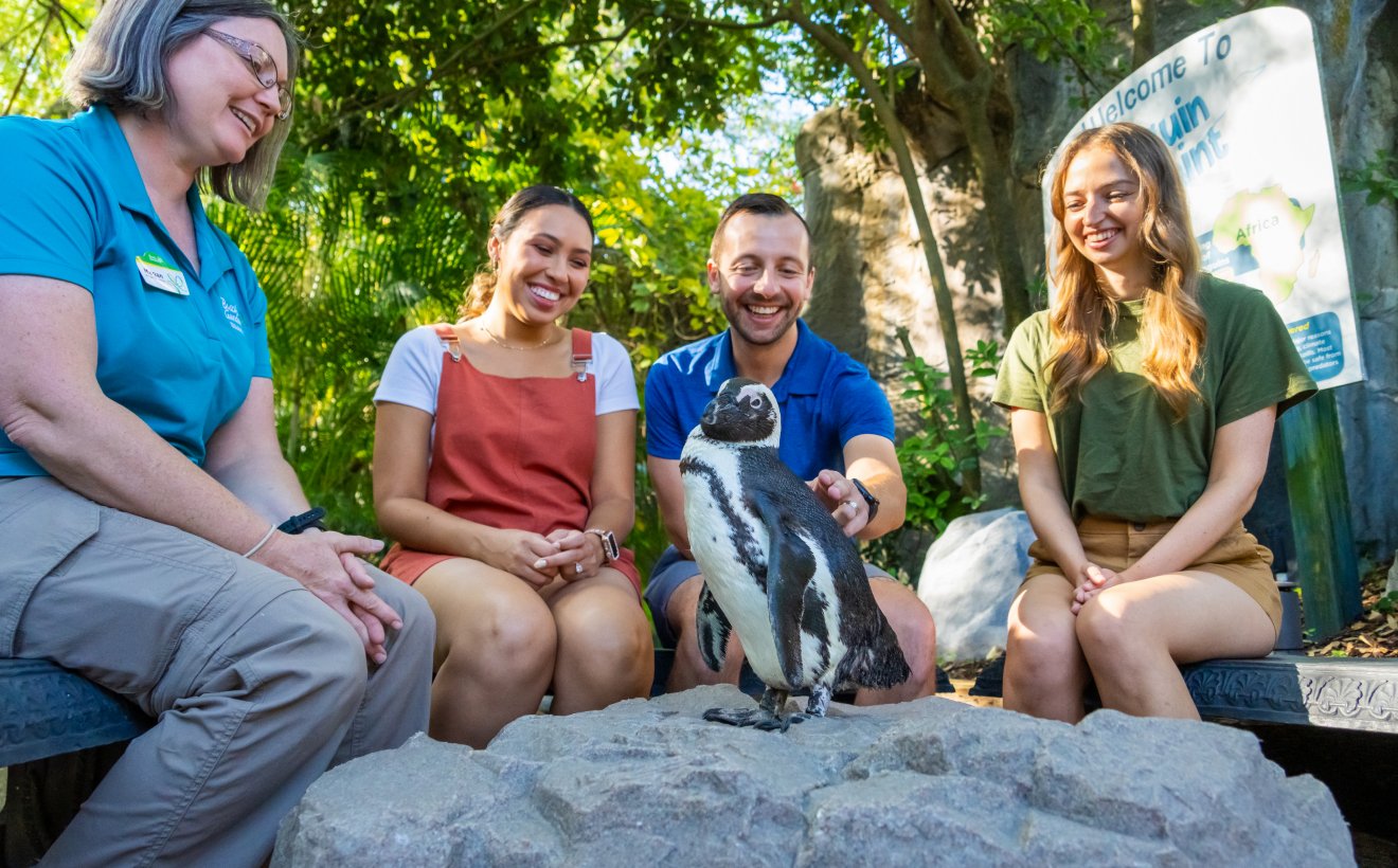 Penguin Insider Tour at Busch Gardens Tampa Bay.