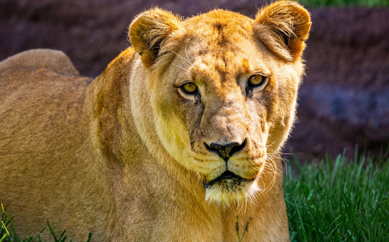 Female lion
