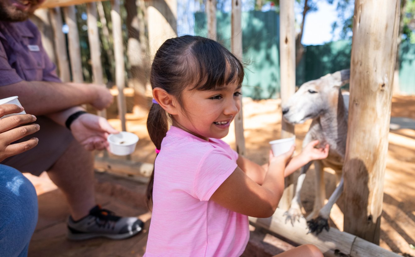 Child feeding a kangaroo