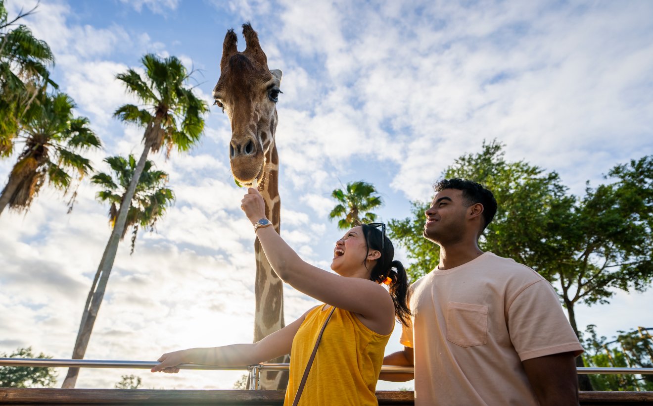Two young adults feeding a giraffe