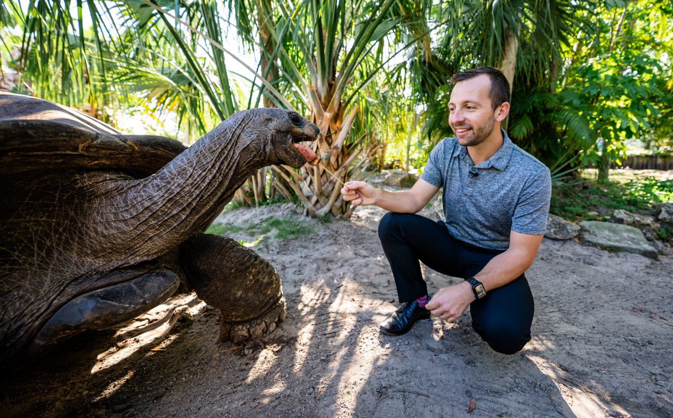 Man feeding giant Aldabra tortoise