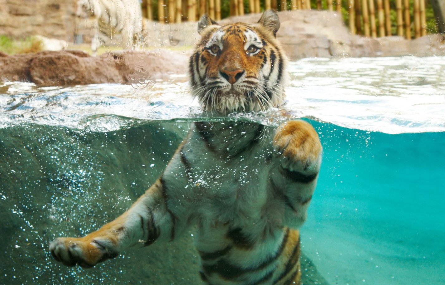 Tiger at Busch Gardens Tampa Bay
