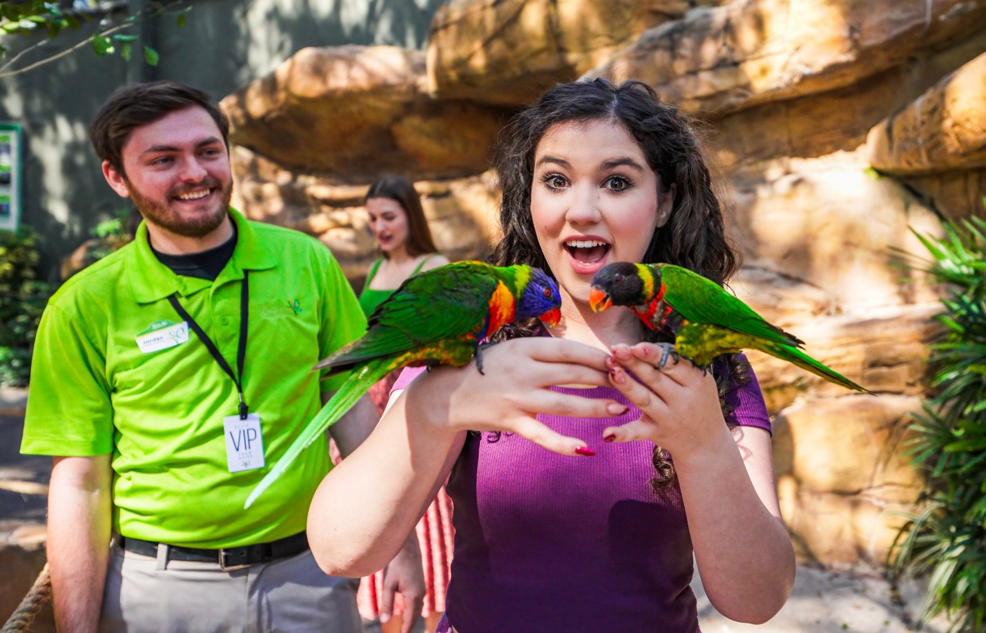 Lorikeet feeding at Busch Gardens Tampa Bay