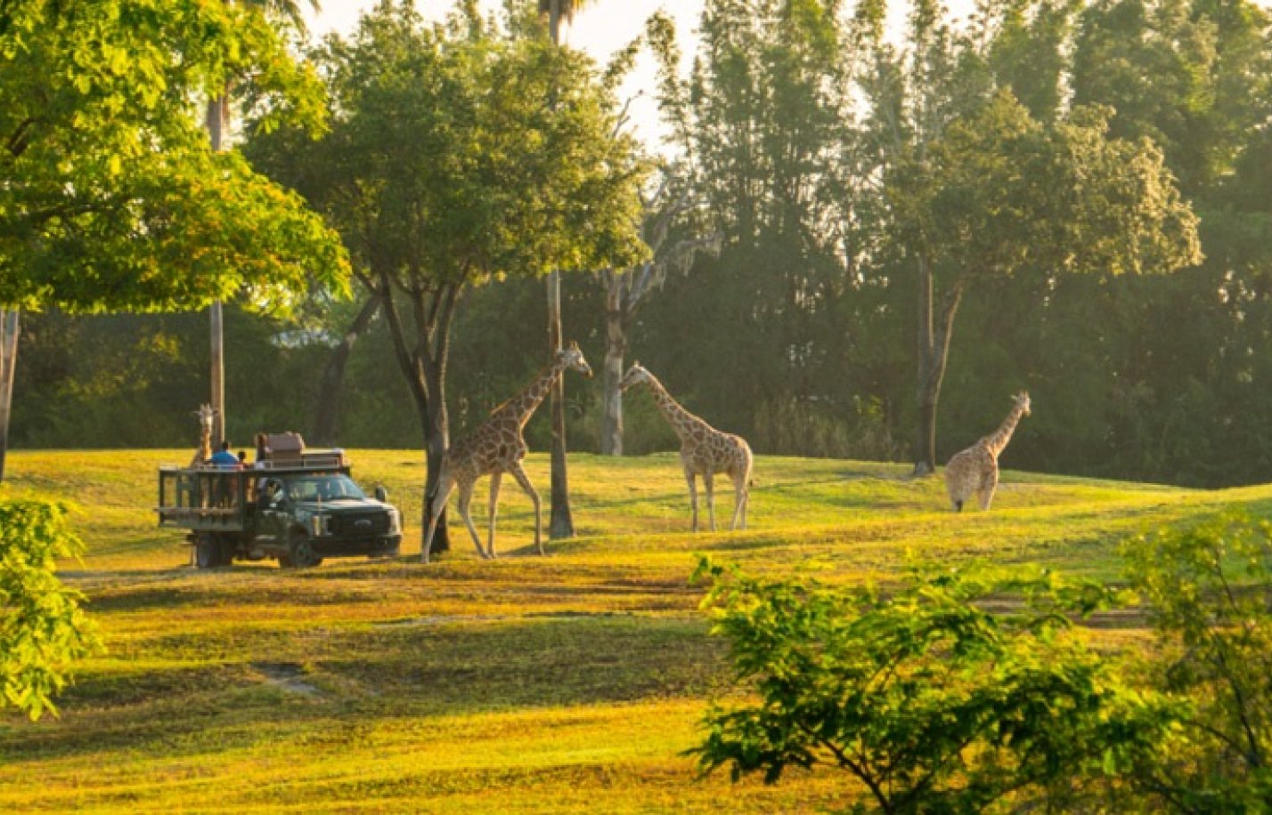Private Serengeti Safari Tour