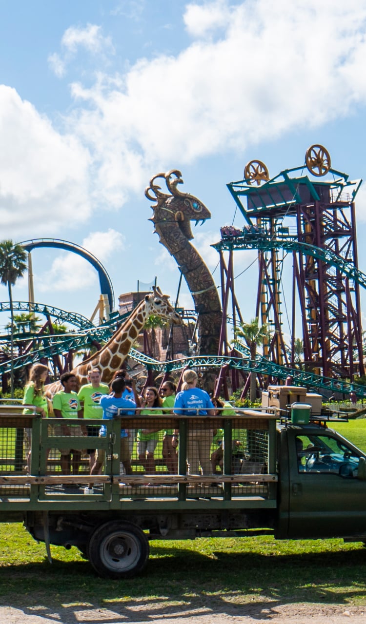 Busch Gardens Tampa Bay Day Camp on a Safari