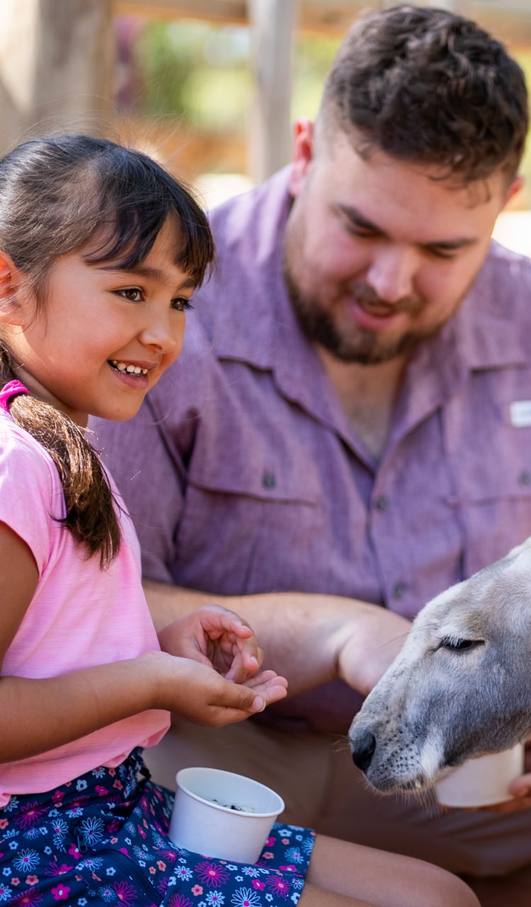 Child feeding a kangaroo with tour guide
