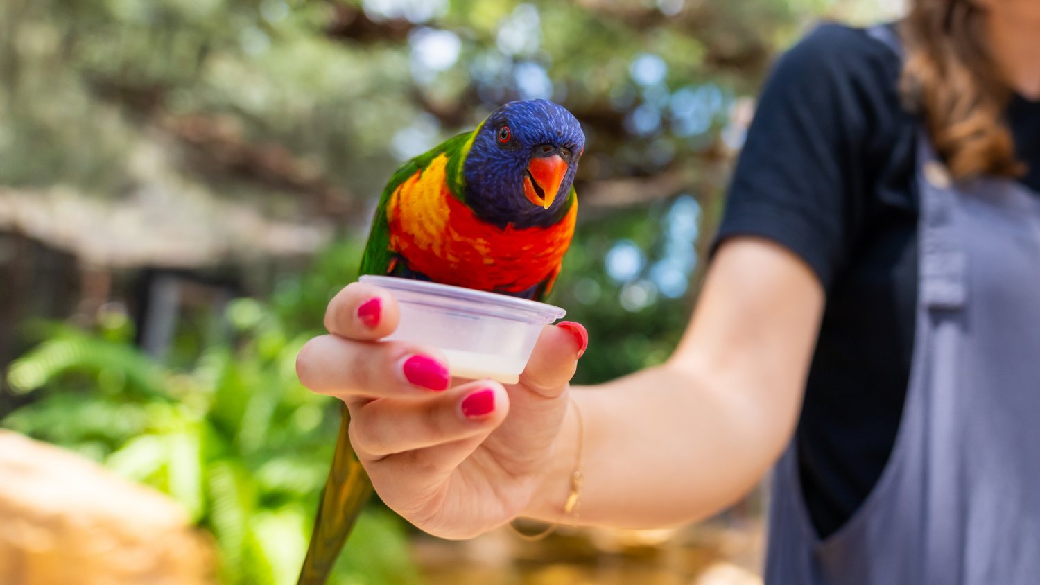 Hand feeding a Lorikeet in Lori Landing at Busch Gardens Tampa Bay.