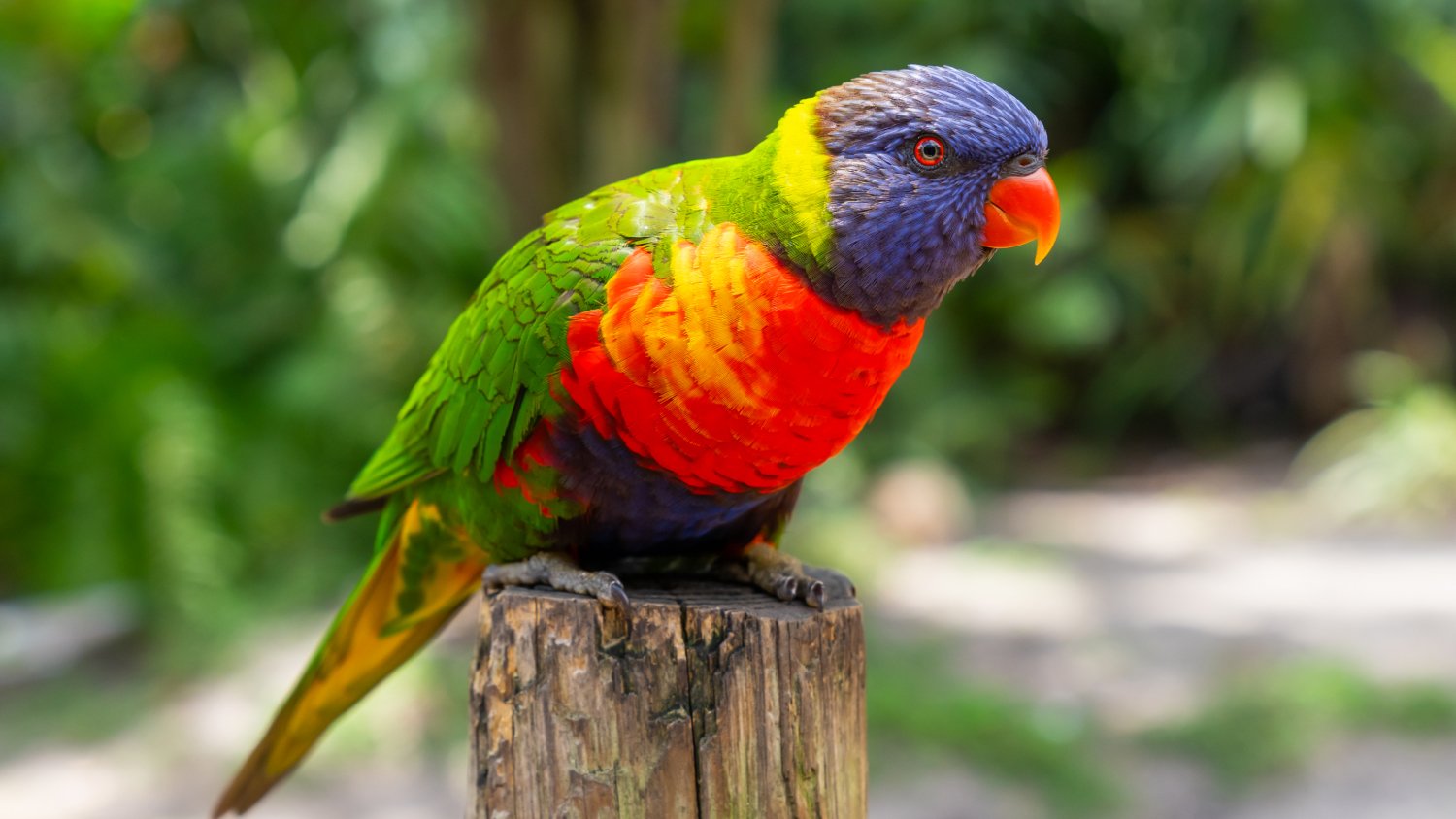 A Lorikeet in Lori Landing at Busch Gardens Tampa Bay.