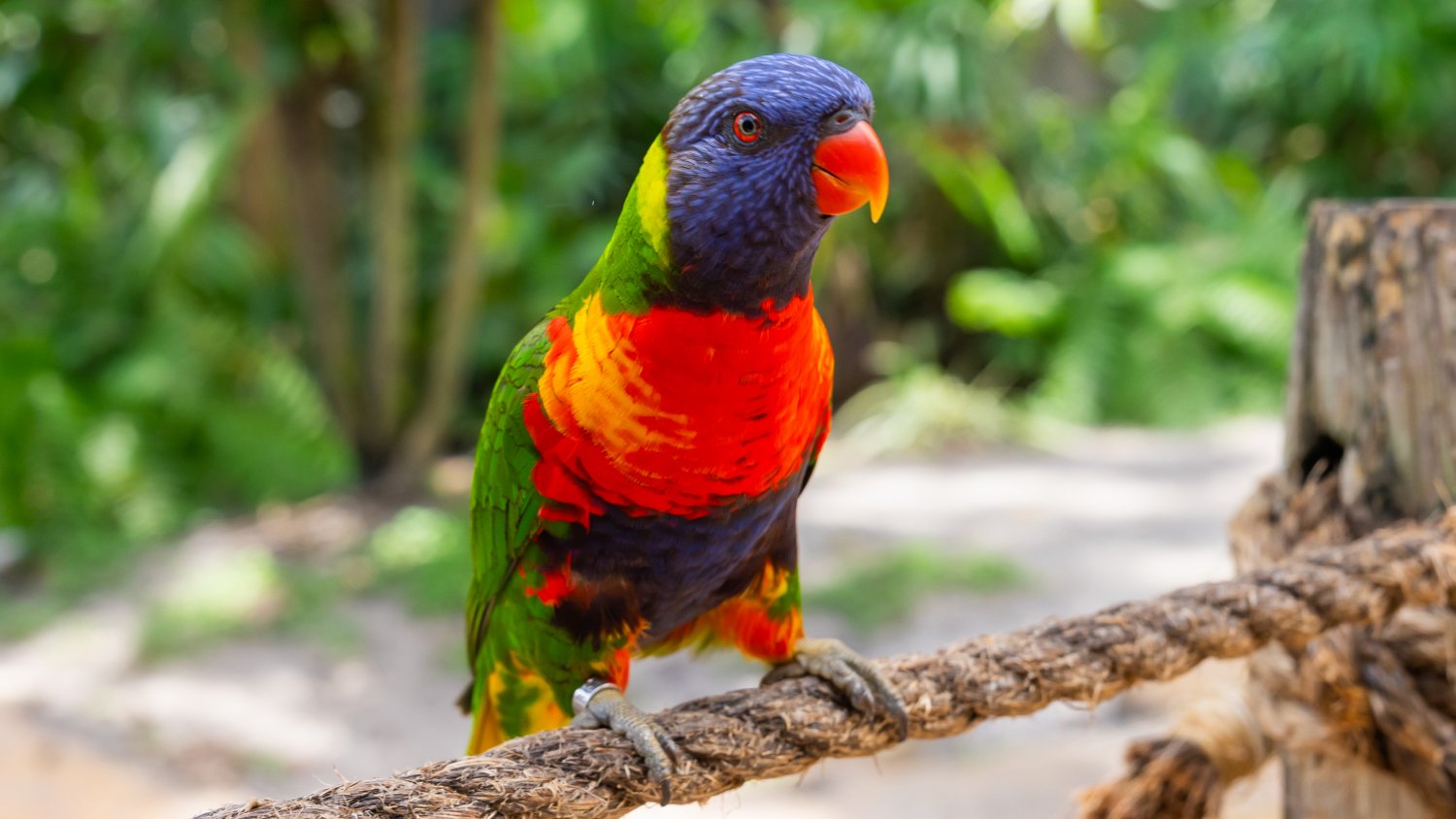 A Lorikeet in Lori Landing at Busch Gardens Tampa Bay.
