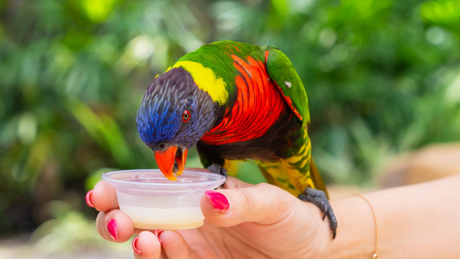 Hand feeding a Lorikeet in Lori Landing at Busch Gardens Tampa Bay.