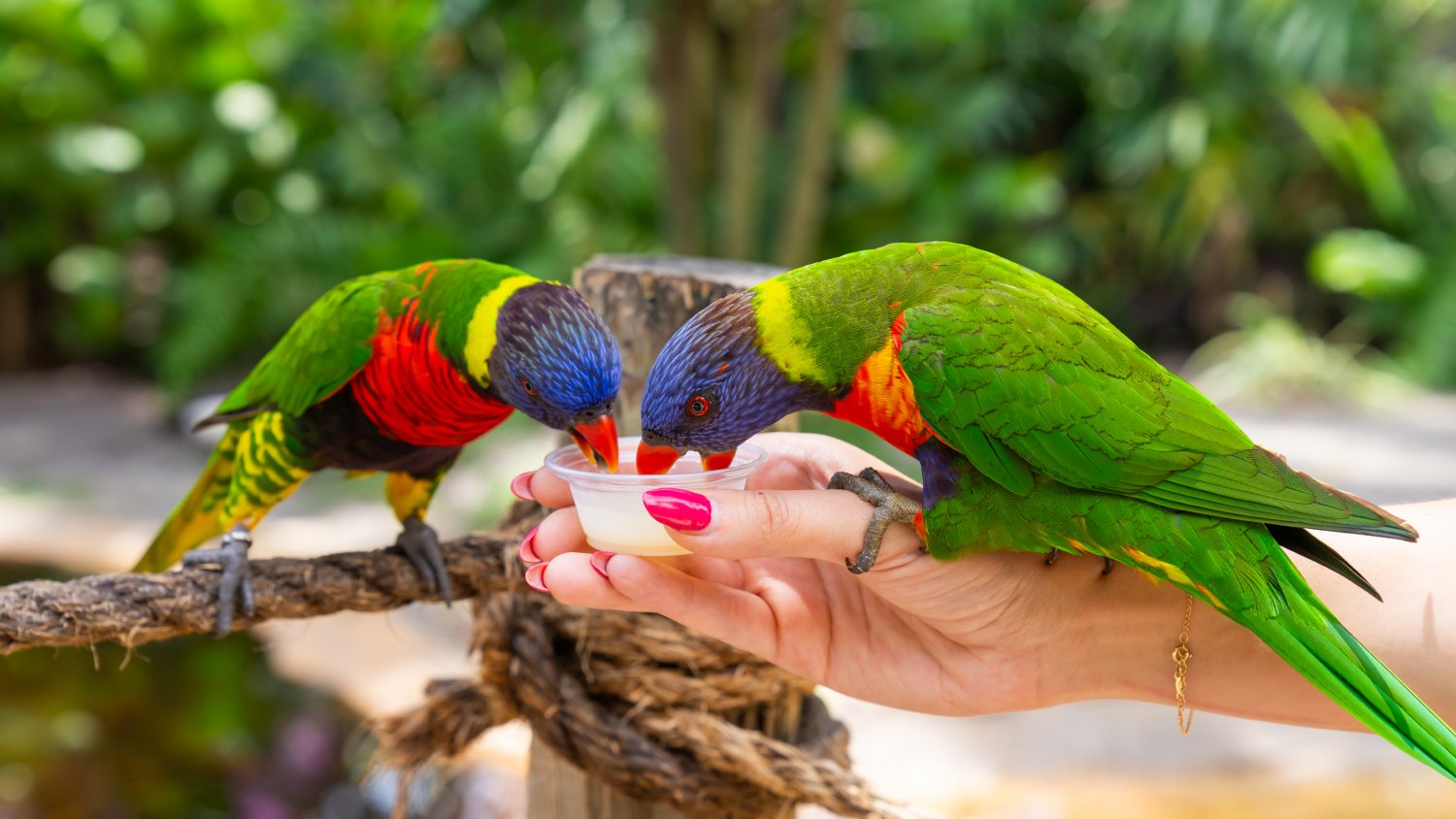 Hand feeding two Lorikeets in Lori Landing at Busch Gardens Tampa Bay.