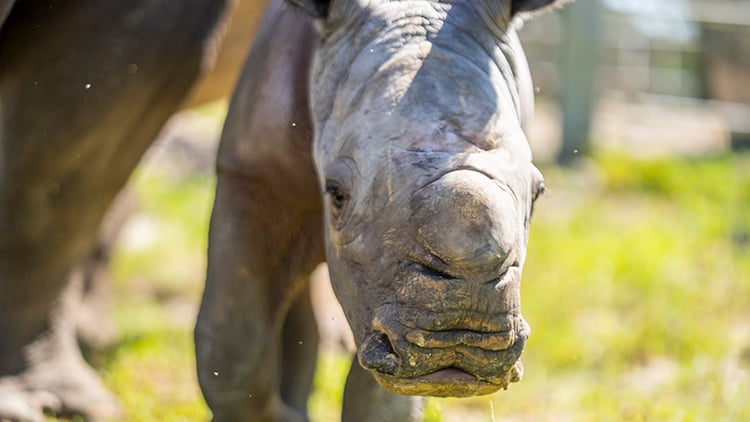 Rhinos at Busch Gardens Tampa
