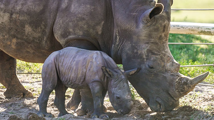 Rhinos at Busch Gardens Tampa