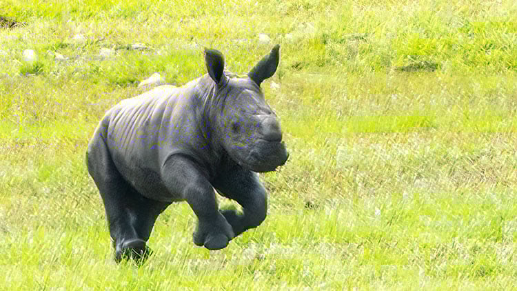 Rhinos at Busch Gardens Tampa
