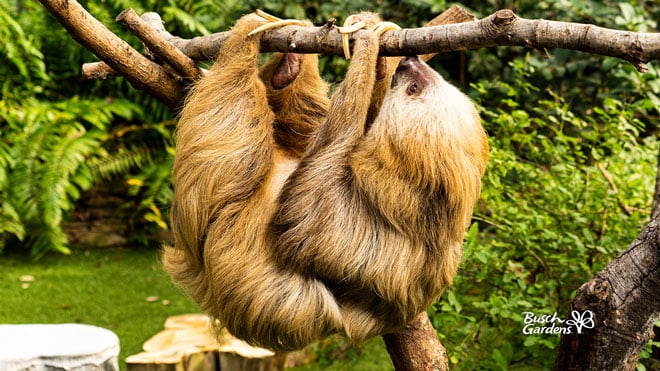 Sloth Video Conference Background Preview