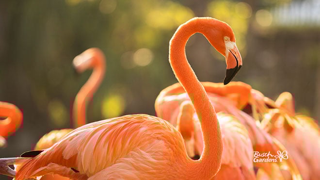 Flamingo Video Conference Background Preview