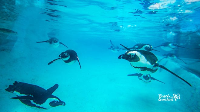 Penguins Video Conference Background Preview