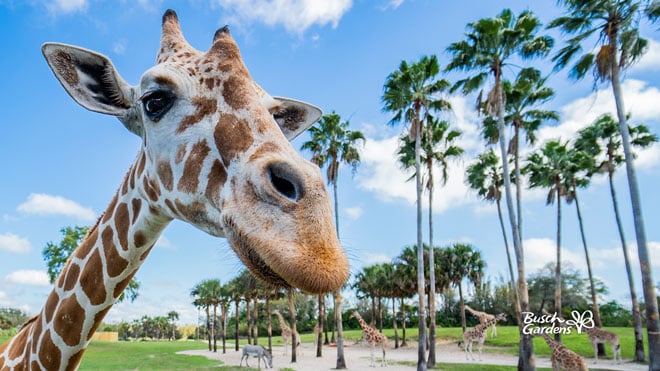 Giraffe Video Conference Background Preview